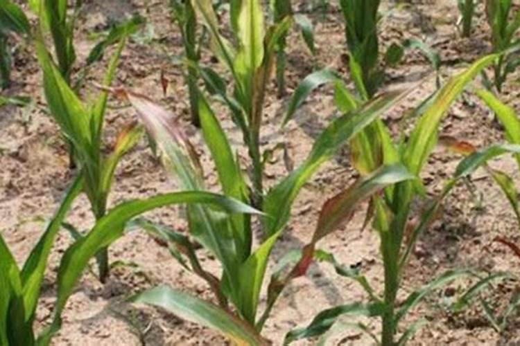 西瓜结果后施什么肥料