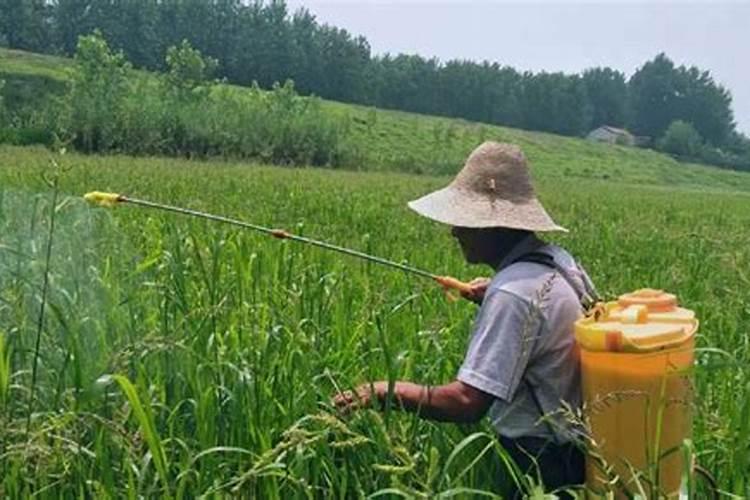 打完矿物油多久可以打叶面肥