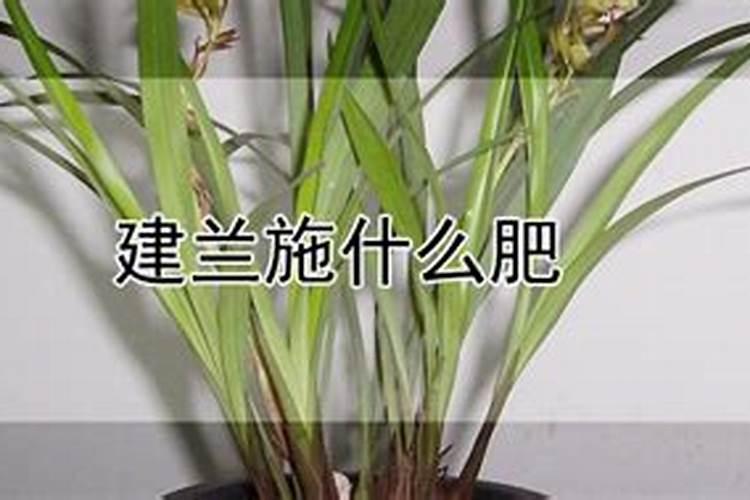 建兰施肥方法,用什么肥好