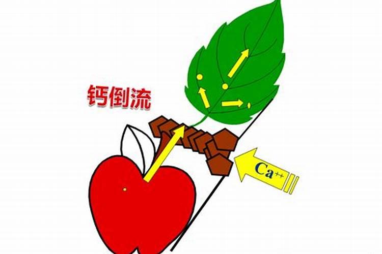 百合花怎么养？