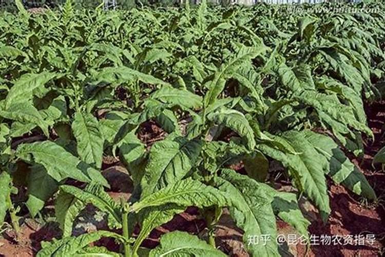 烟草打什么药好