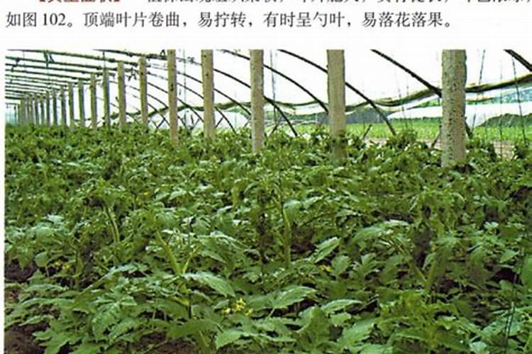 种植水稻最忌讳什么肥