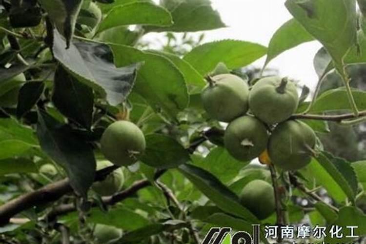 杨梅施钾肥什么时候最好？