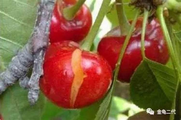 无花果树用什么肥料最好