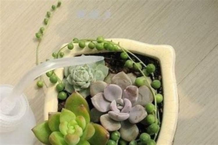 花青素是什么鬼？