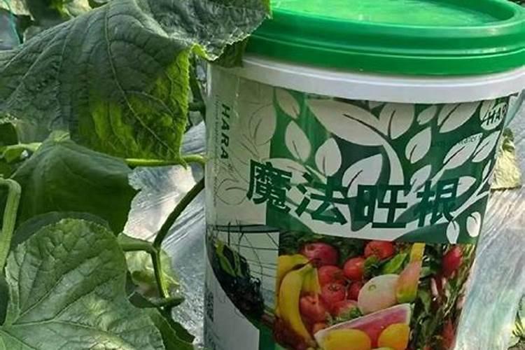 西瓜怎样促生根多生根促进壮苗？一般人不知道的秘密,抓紧收藏