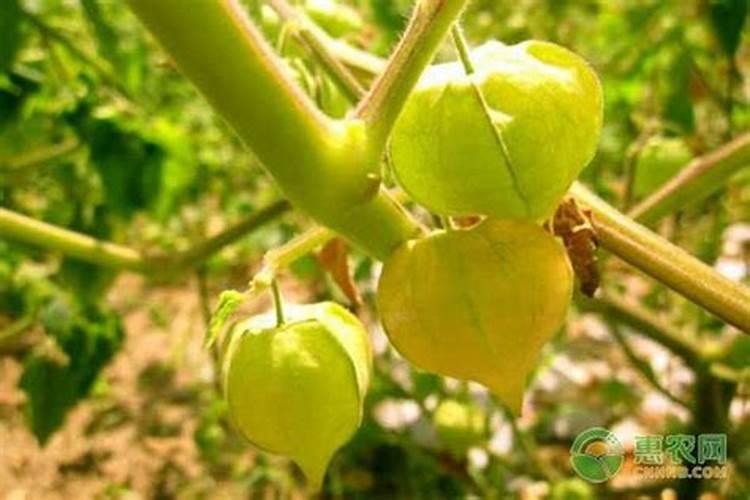 黄姑娘用什么肥种植效果好