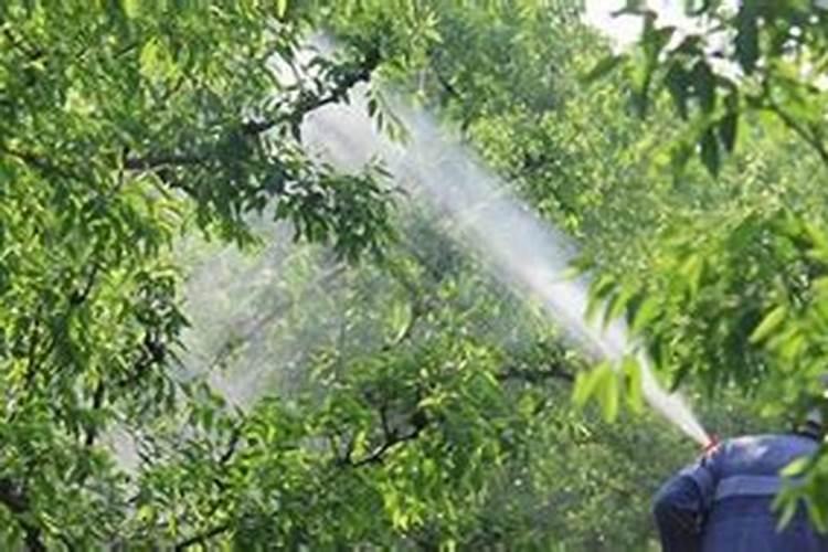 打苗后药过几个小时下雨没事