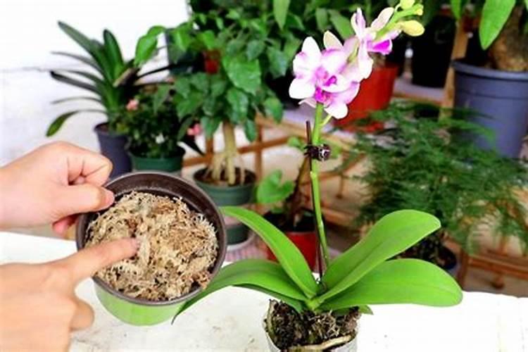 荔枝专用叶面肥什么好