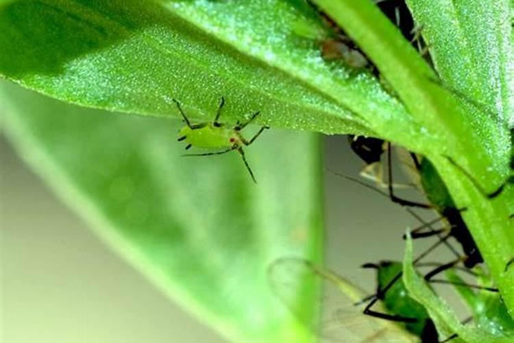 豆角施肥时间及方法 豆角施肥正确方法