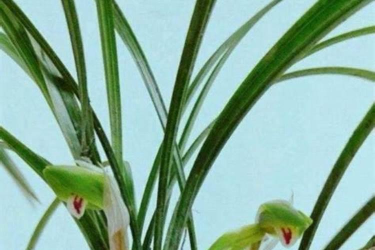 文心兰花箭枯了怎么回事？