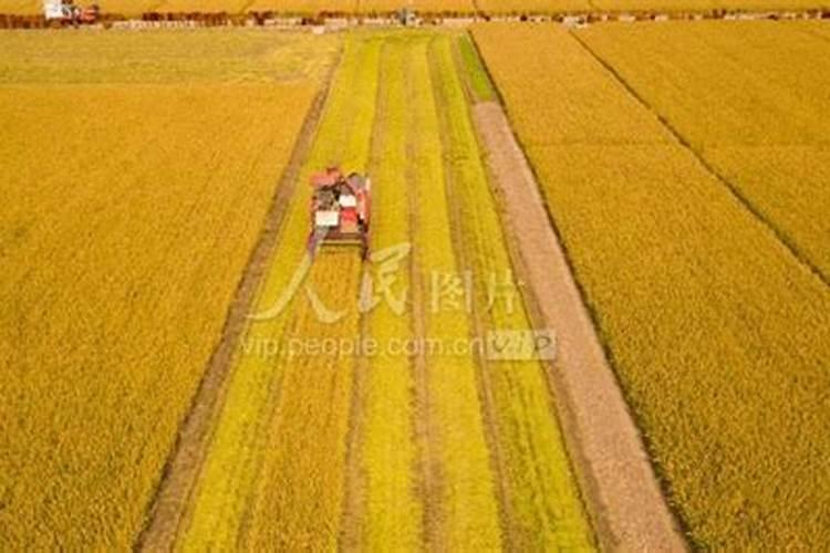 美盛黄腐酸锌微量水溶肥怎么样