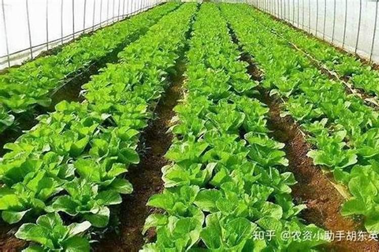 花卉叶面肥使用方法