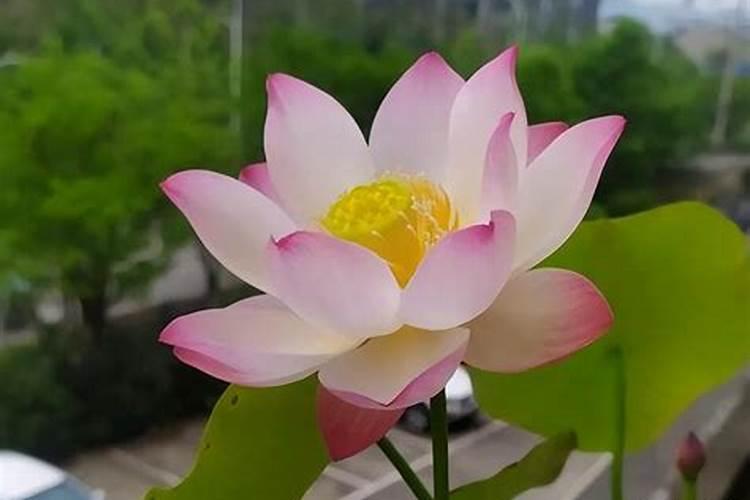 磷酸二氢钾浇月季花使用方法