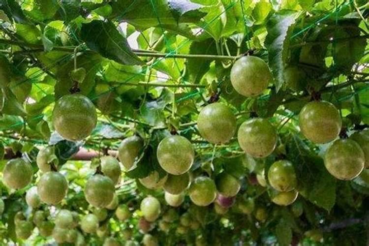 种西红柿用什么肥料最好