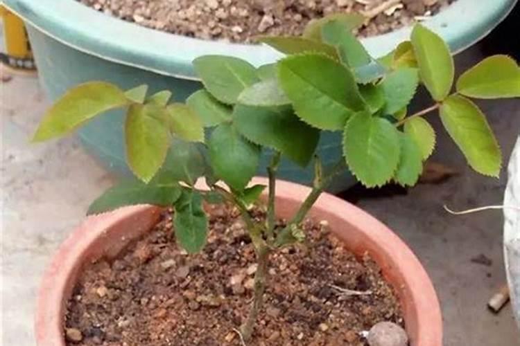月季烂根能用芸苔素内酯吗