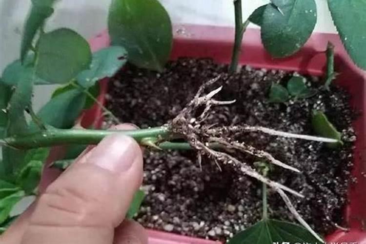 月季扦插最简单方法,水插法只需一个透明塑料瓶即可