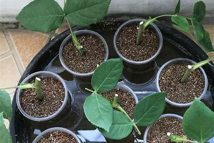 月季光杆插的发芽了多久要施肥吗？