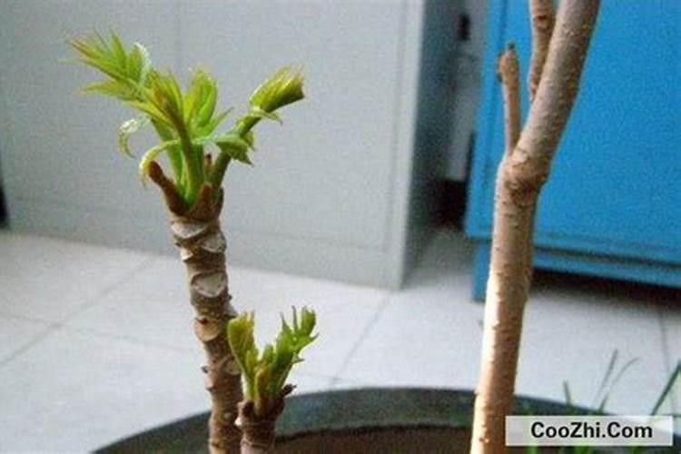 花生底肥如何选择？硫酸钾和氯化钾哪个更合适？