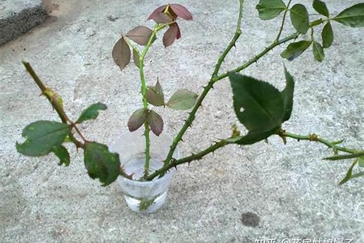 一亩地施多少磷肥合适  磷肥什么时间施最好