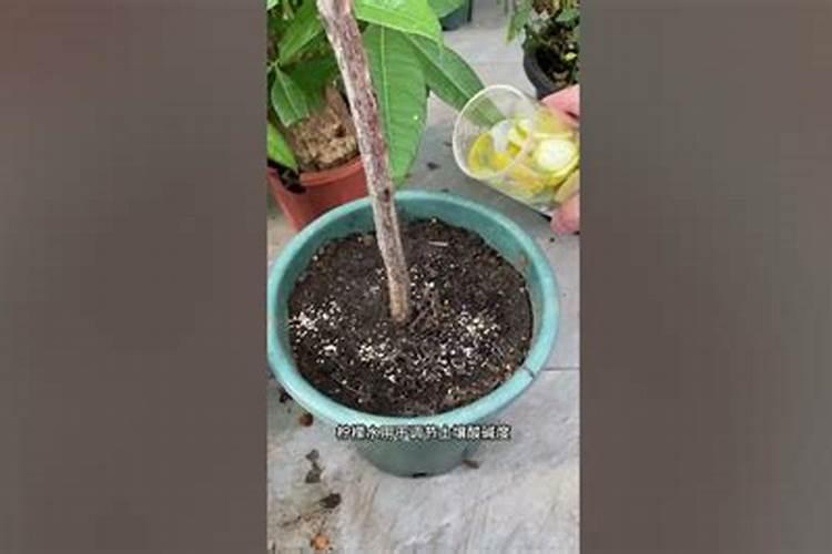 氮肥的吸收转化过程