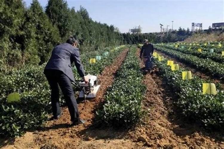黄豆什么时候追肥合适