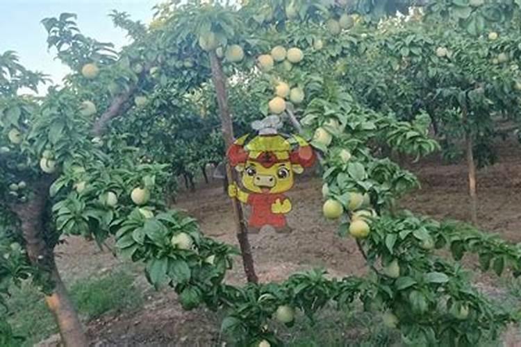 有机肥多久追肥一次