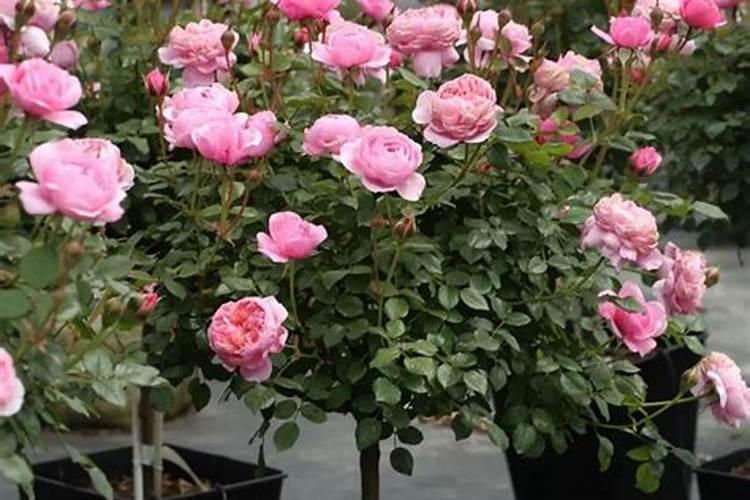 水稻硼肥的作用及使用方法