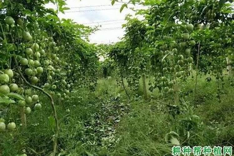 硝酸钾好还是硫酸钾好