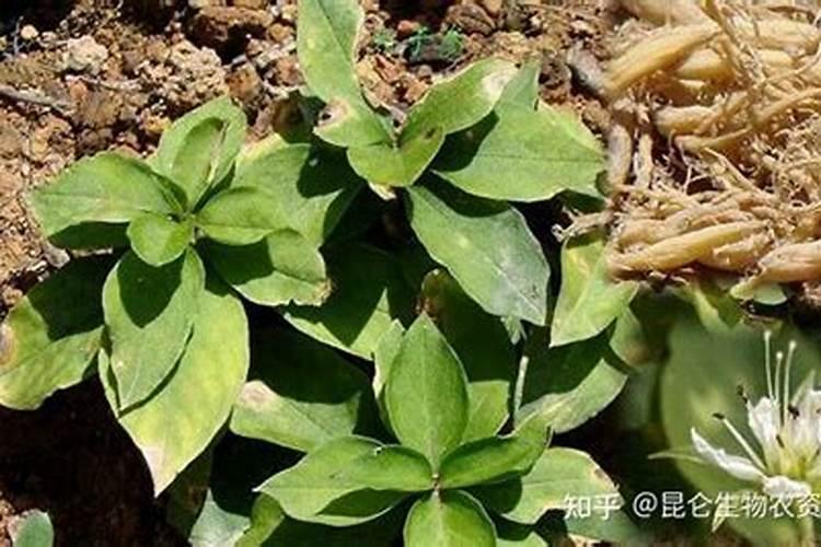 金银花施钾肥多少量