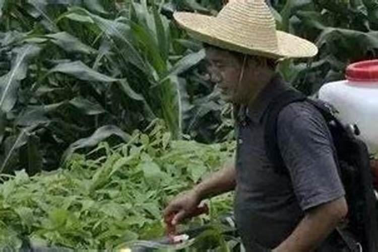 叶面肥能和杀虫剂农药一起用吗