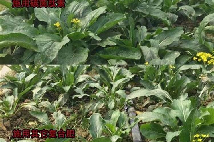 种麦子用什么复合肥好