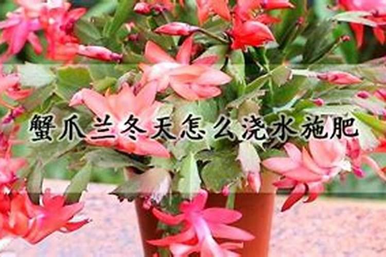 银杏树怎样施肥效果好