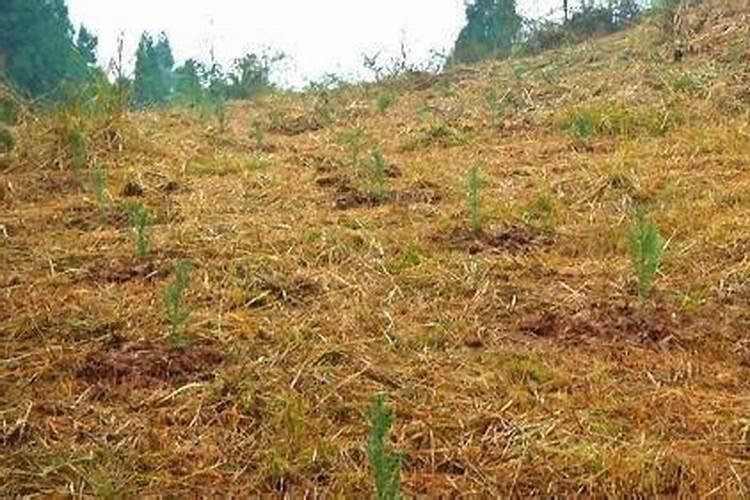 银杏树施什么肥最好