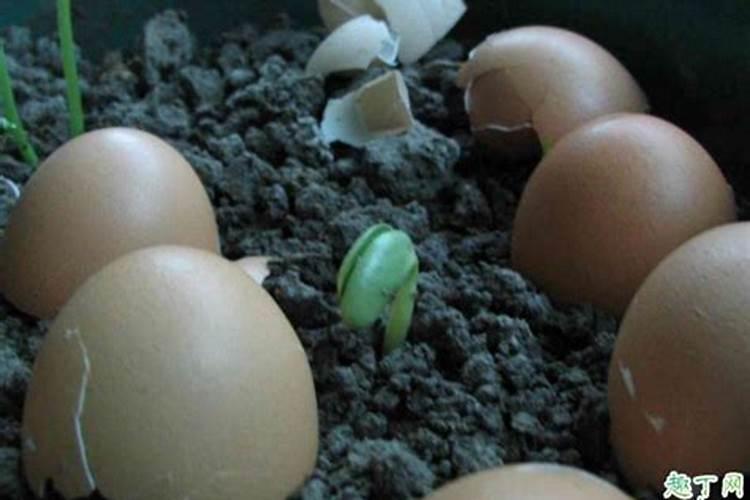 鸡蛋壳不要扔,用作花肥有大妙用!