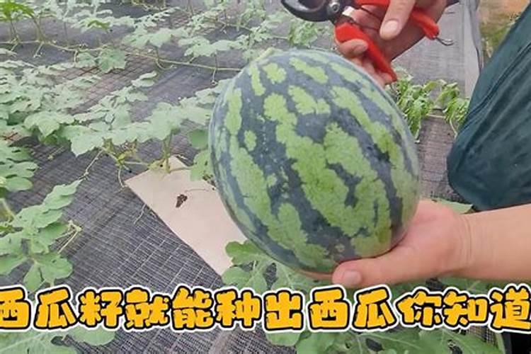 种西瓜用什么肥料最好