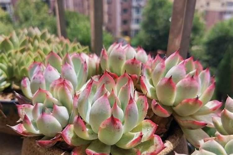 多肉怎么施肥才能更旺盛