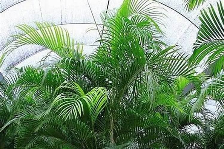 车厘子盆栽施什么肥,什么季节开花？