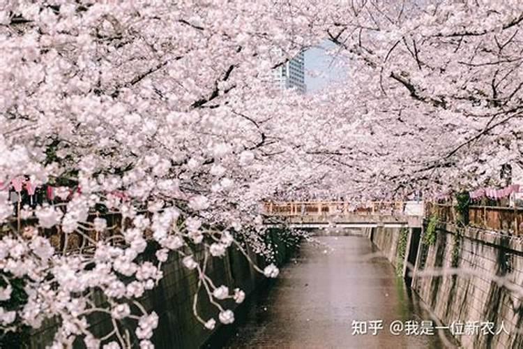 芝樱花生长期的施肥方法