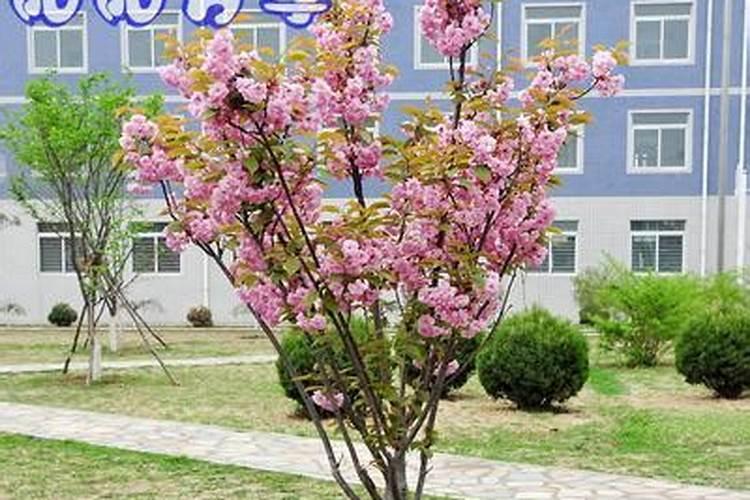 樱花树施什么肥料长得快