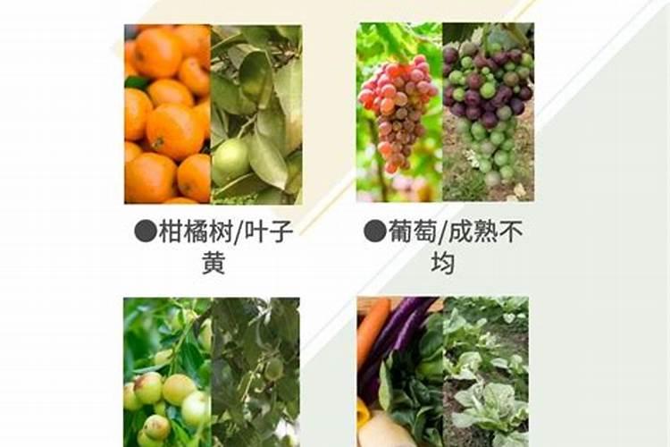 石榴头茬花怎样才能坐住果？
