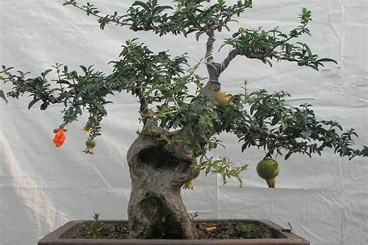 石榴的施肥可以分为几个时期？