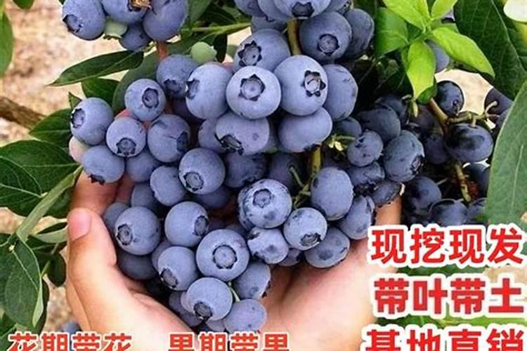 红薯打什么药高产