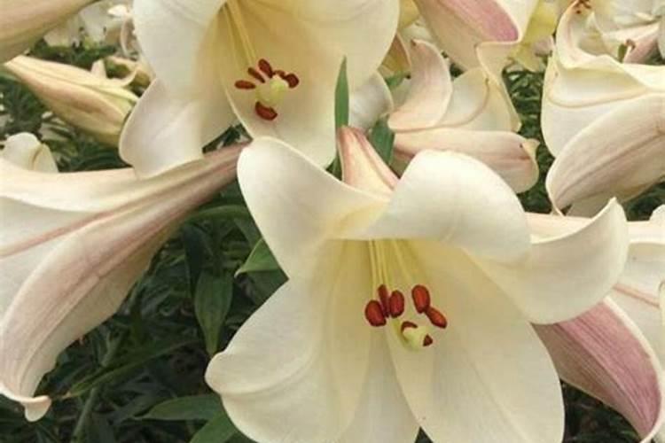 “万能”的芸苔素内酯,你用对了吗？附最全使用方案