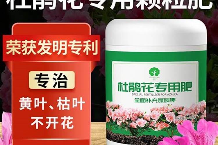 杜鹃叶子干枯掉落能是营养液用多了吗？