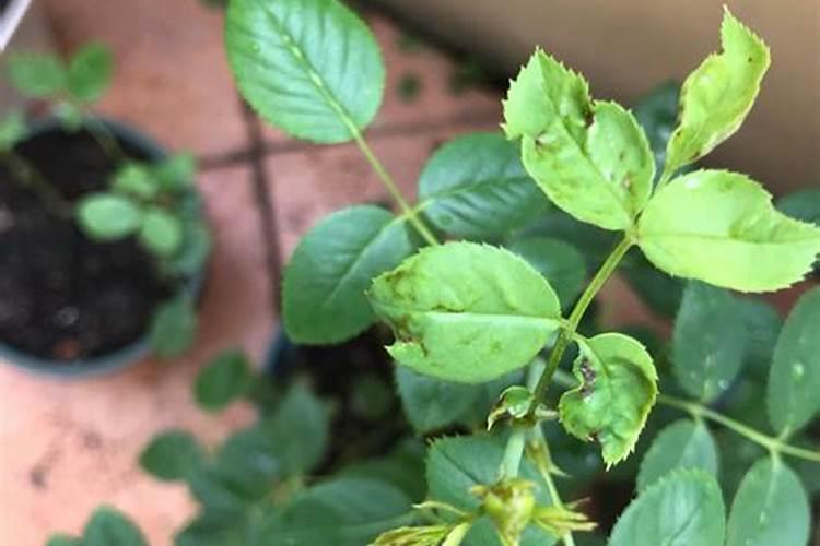 有哪些关于胺鲜酯膨大的独特配方