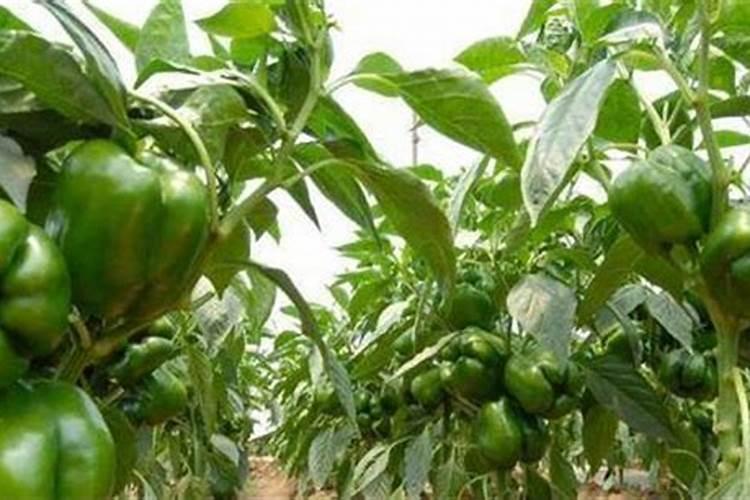 青椒种植叶面肥很关键,该怎么施肥？