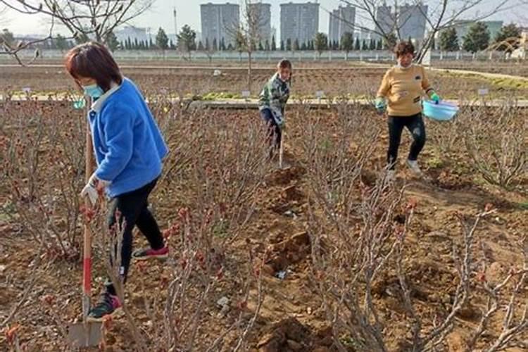 牡丹春季施什么肥料？