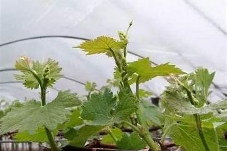 阳光玫瑰葡萄种植方法