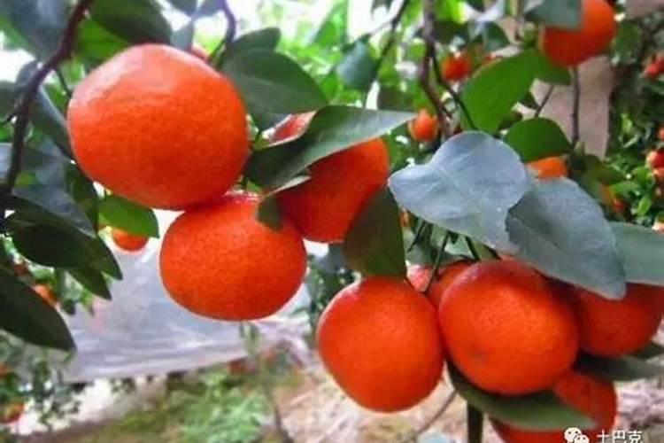 什么水溶肥放八角茴香最好